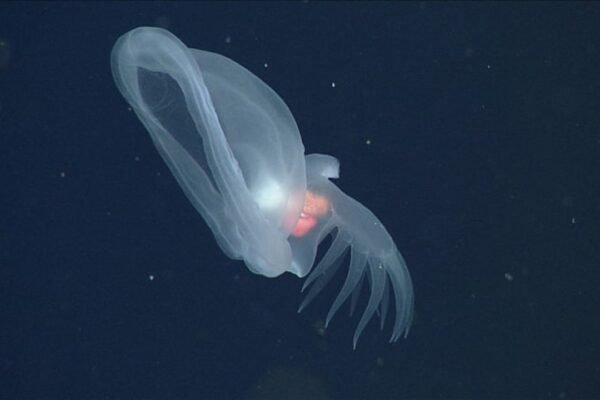 Glowing sea slug nicknamed ‘mystery mollusk’ discovered in deep ocean